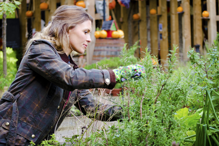 Woman in a garden, taking care of plants, pruning. Woman in a garden, taking care of plants, pruning.