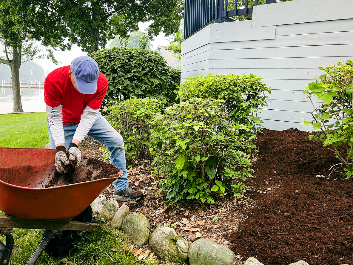 A single mature man unloads mulch from a wheelbarrow in his back yard. He is dressed casually in yard work gear. A beautifully landscaped yard and home are in the background of view.